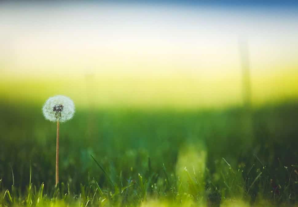 A single dandelion in a green field.